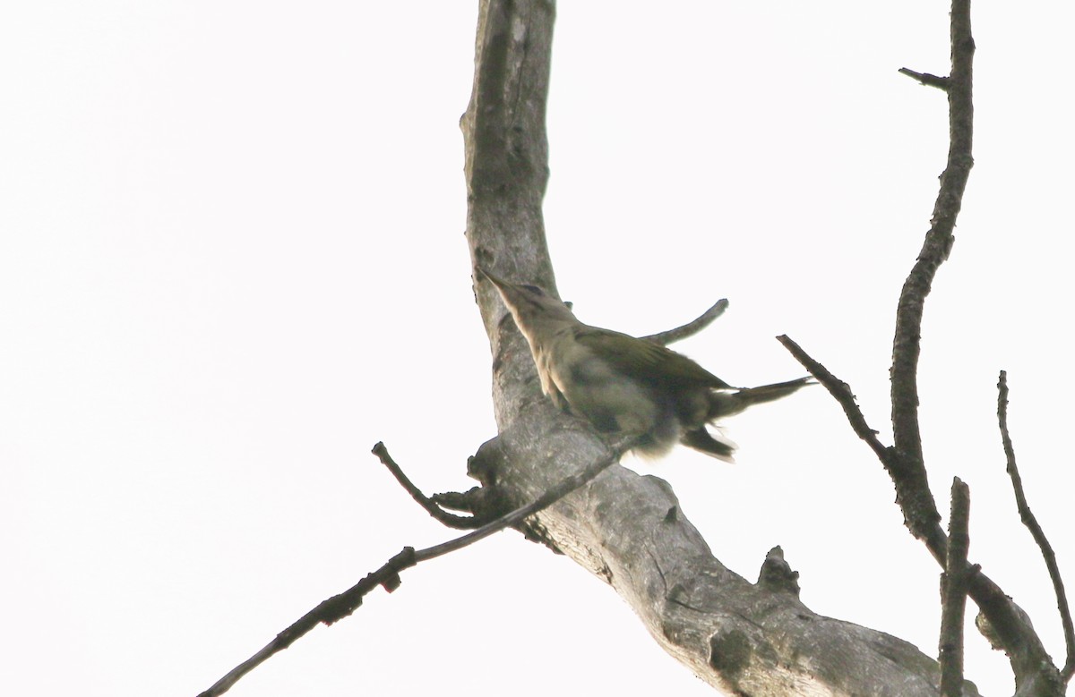 Gray-headed Woodpecker - ML92972831