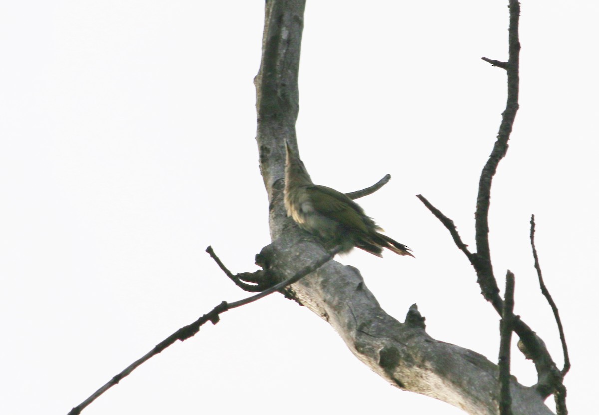 Gray-headed Woodpecker - ML92972851