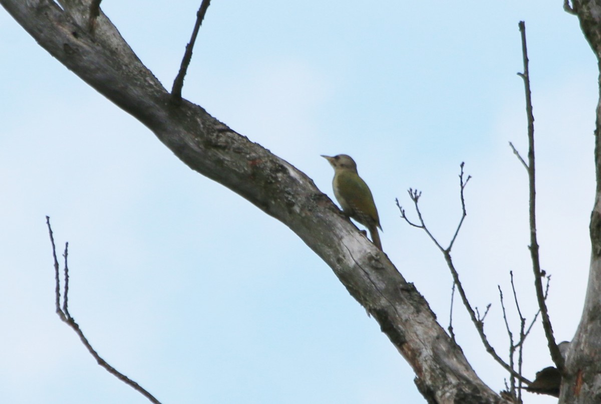 Gray-headed Woodpecker - ML92973151
