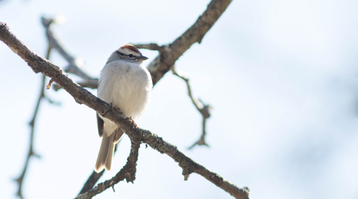 Chipping Sparrow - Doug Hitchcox