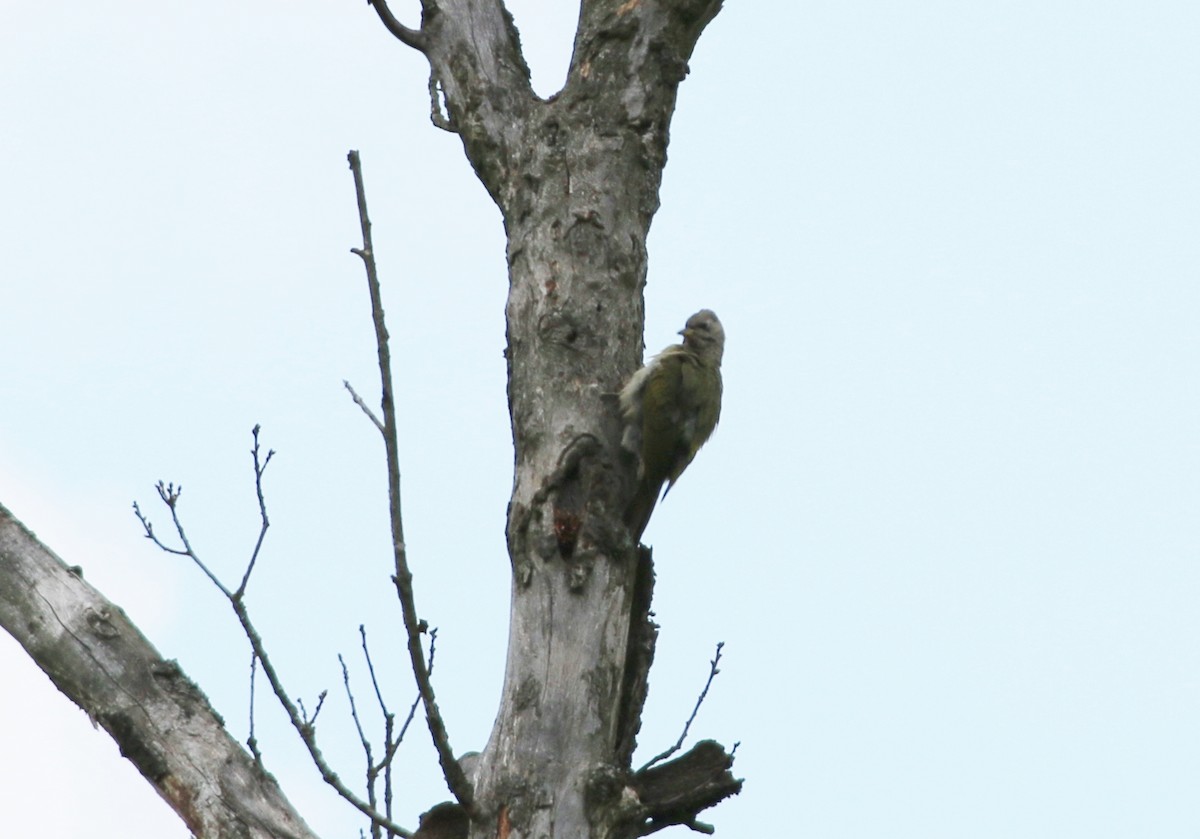 Gray-headed Woodpecker - ML92973241