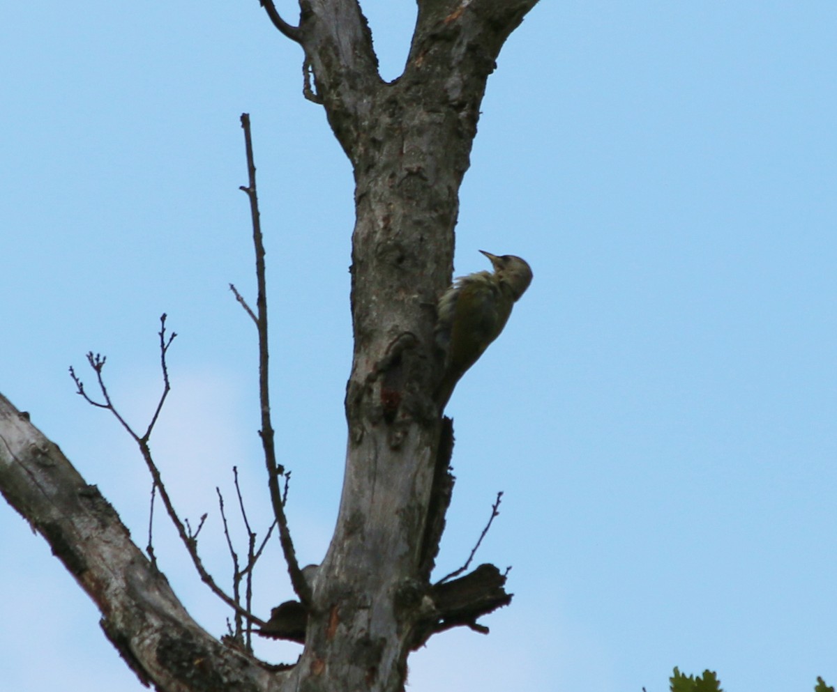 Gray-headed Woodpecker - Albert Linkowski