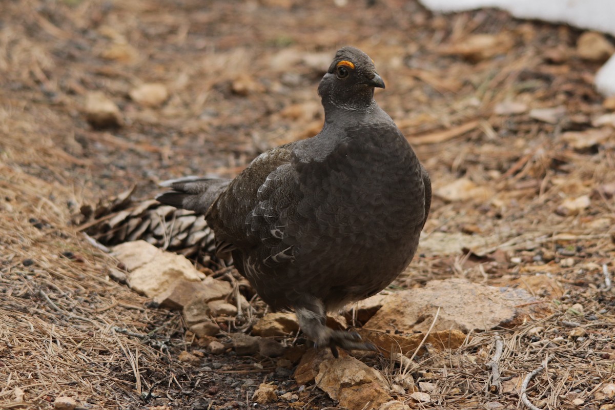 Sooty Grouse - Michele Swartout