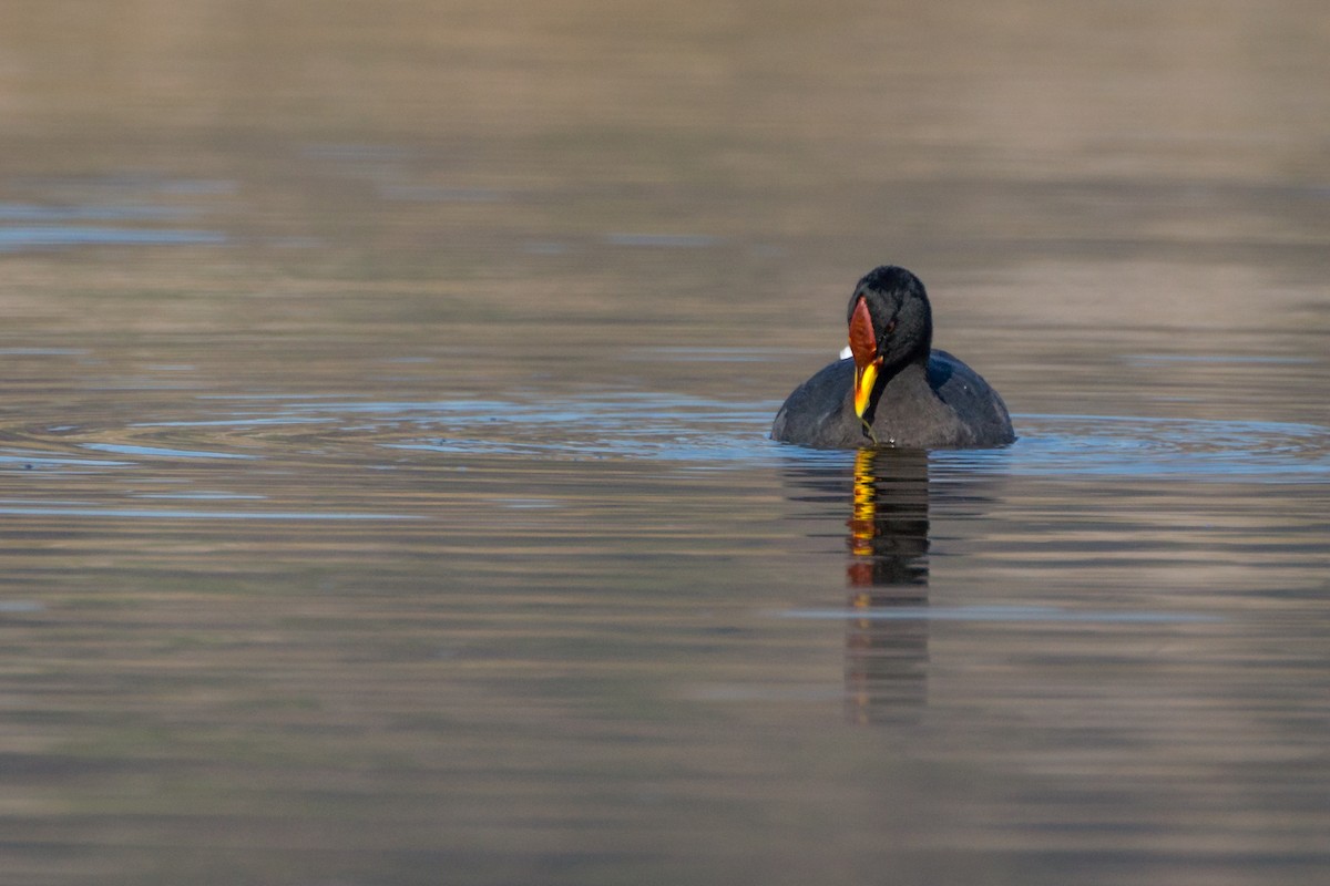 Red-fronted Coot - ML92973621
