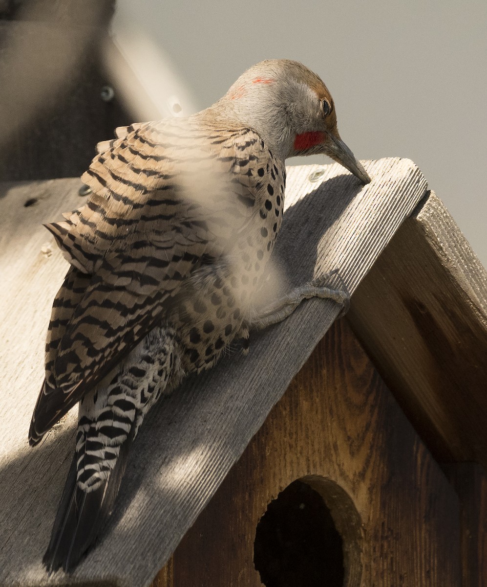 Northern Flicker (Yellow-shafted x Red-shafted) - ML92974161