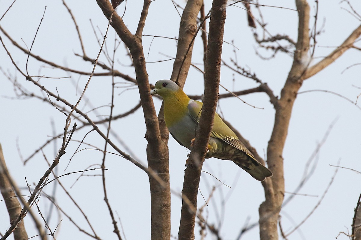 Yellow-footed Green-Pigeon - Charley Hesse TROPICAL BIRDING