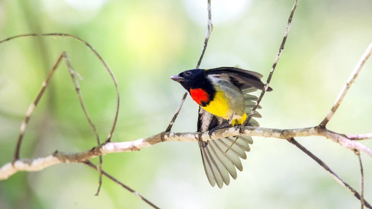 Scarlet-breasted Flowerpecker - Ashraf Anuar Zaini