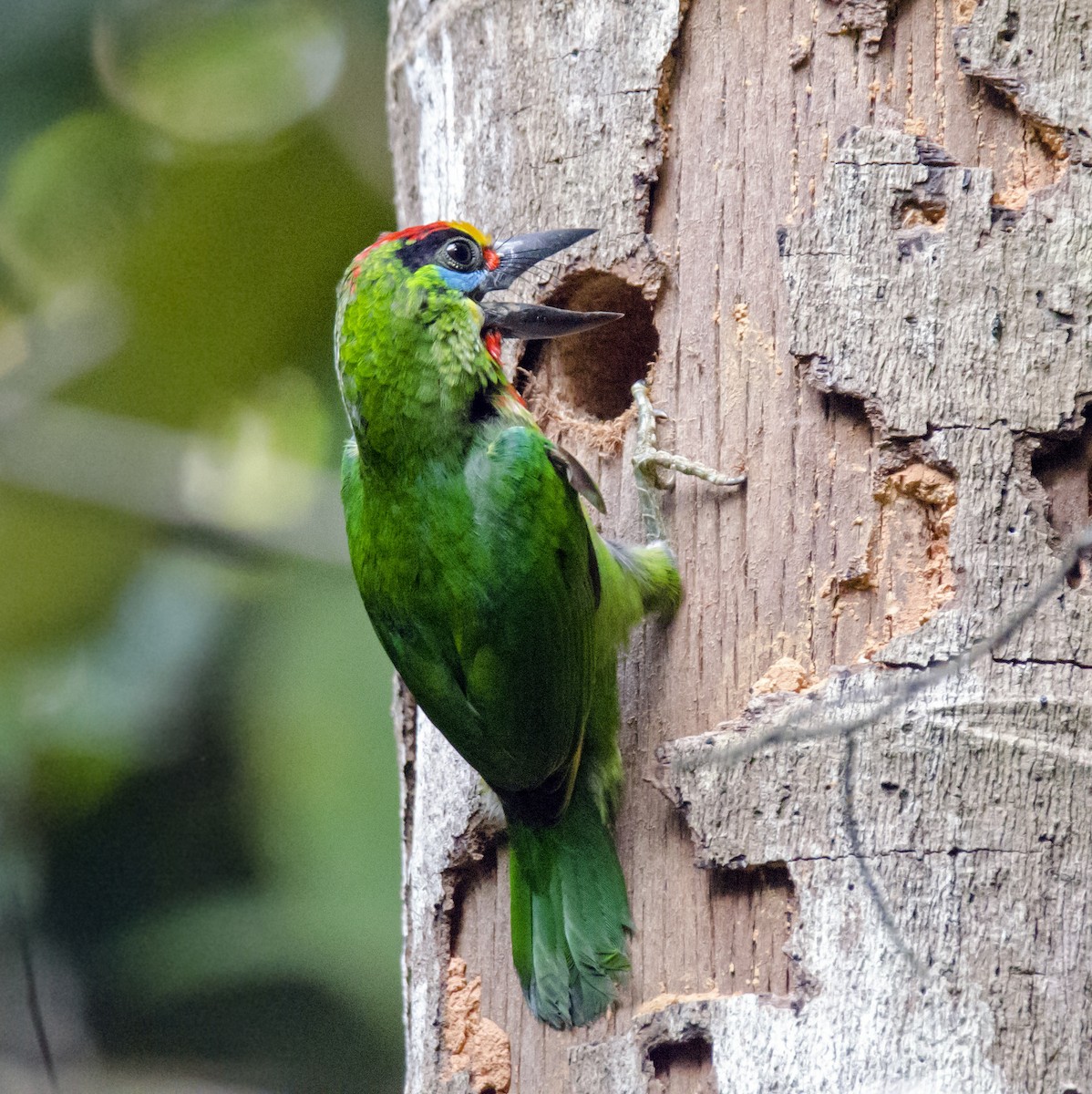 Red-throated Barbet - ML92975571