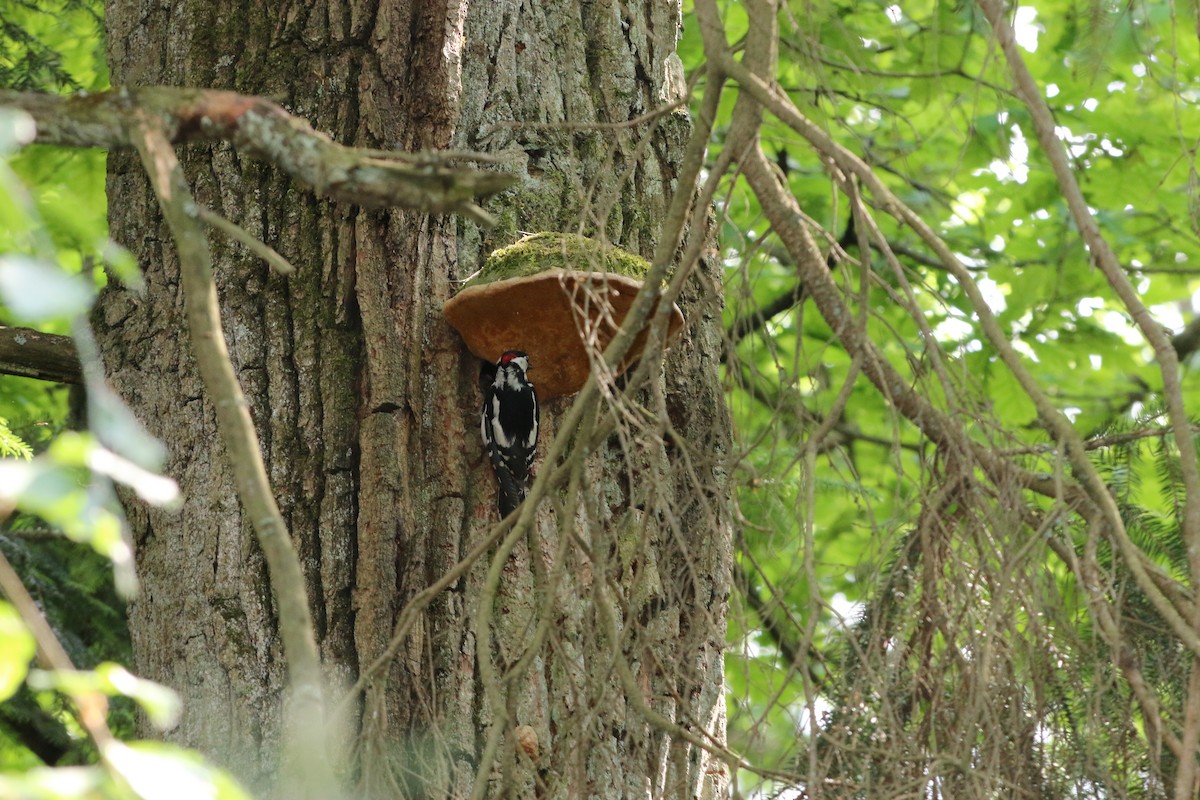 Great Spotted Woodpecker - ML92978431