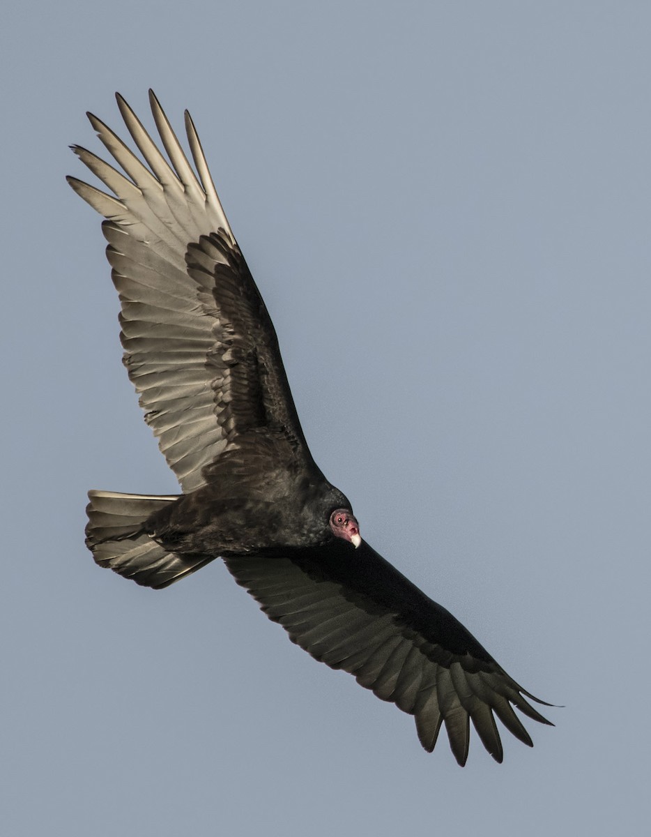 Turkey Vulture - Randy Christopher