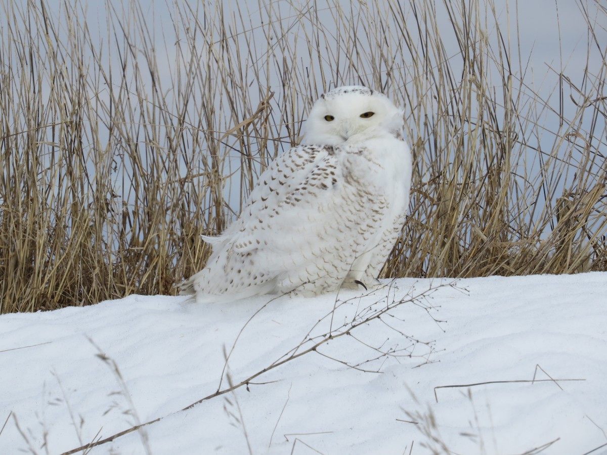 Snowy Owl - ML92979301