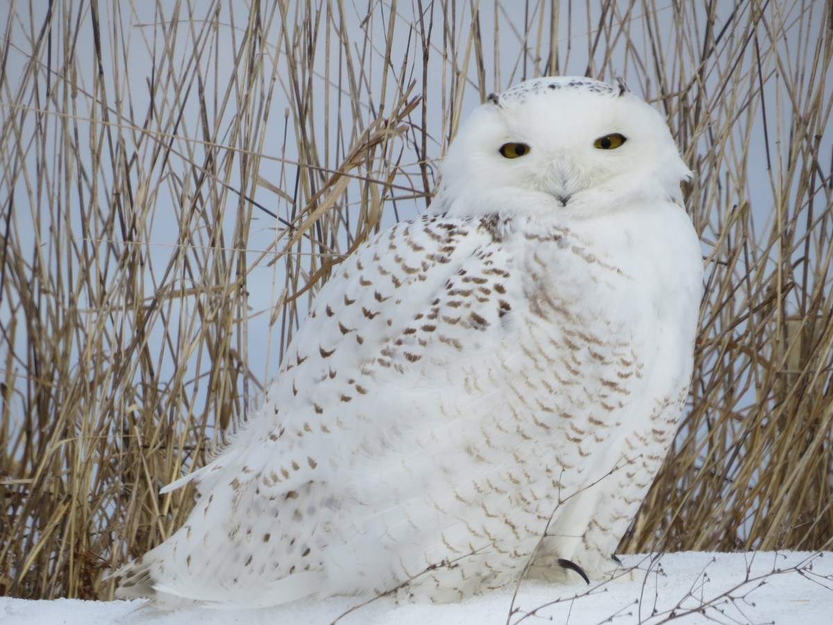 Snowy Owl - Jeff Baughman