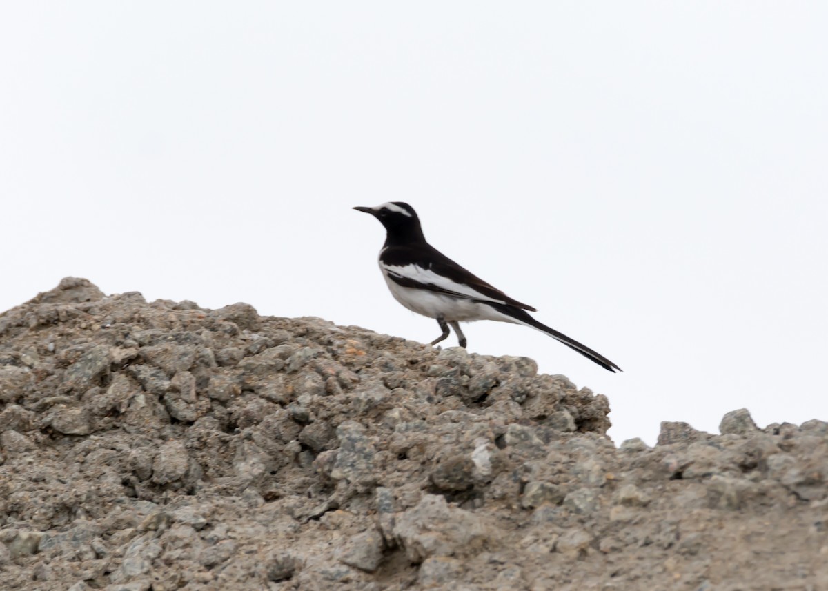 White-browed Wagtail - ML92981011