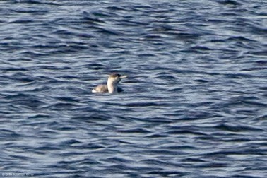 Red-throated Loon - ML92981151