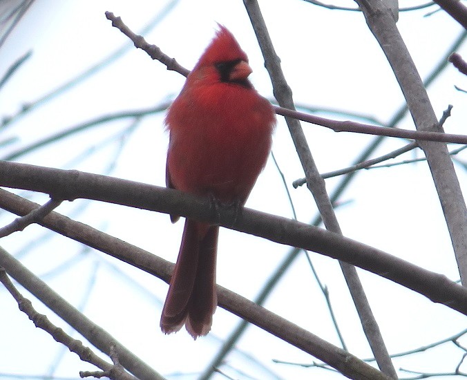 Northern Cardinal - "Chia" Cory Chiappone ⚡️