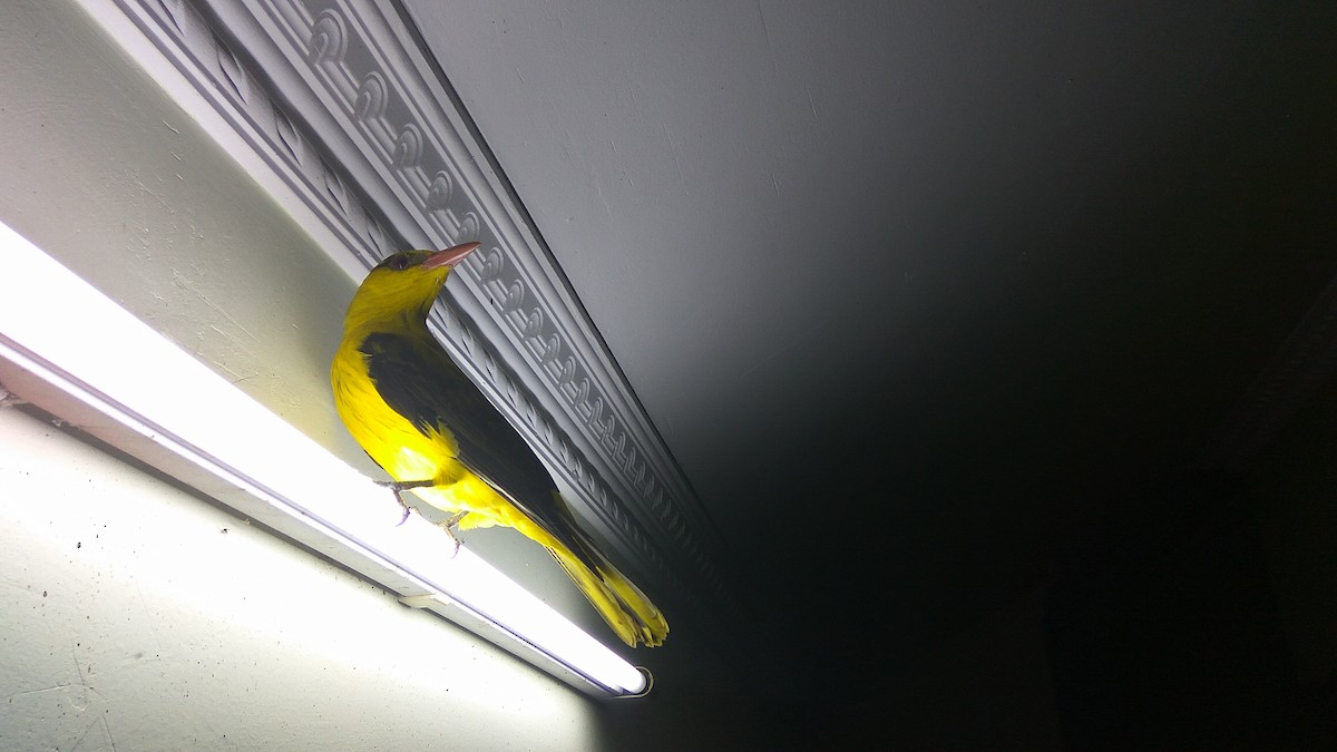 Indian Golden Oriole - ML92985601