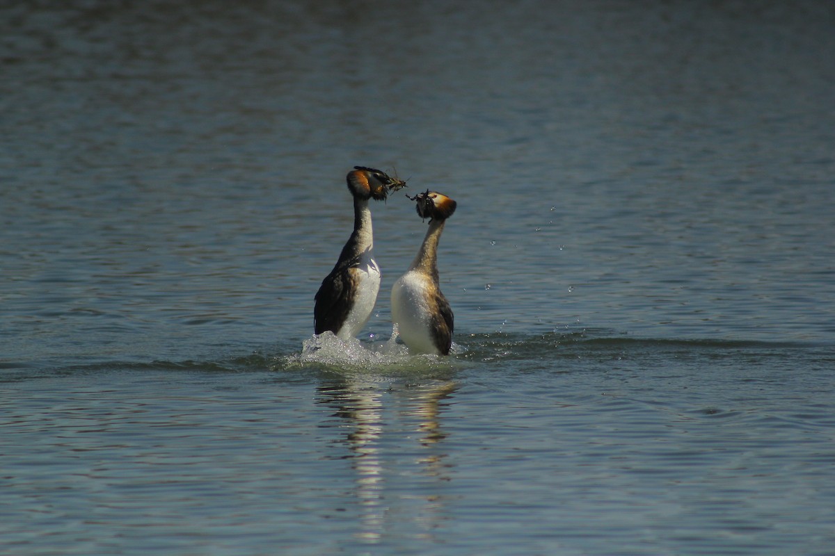 Great Crested Grebe - ML92985891