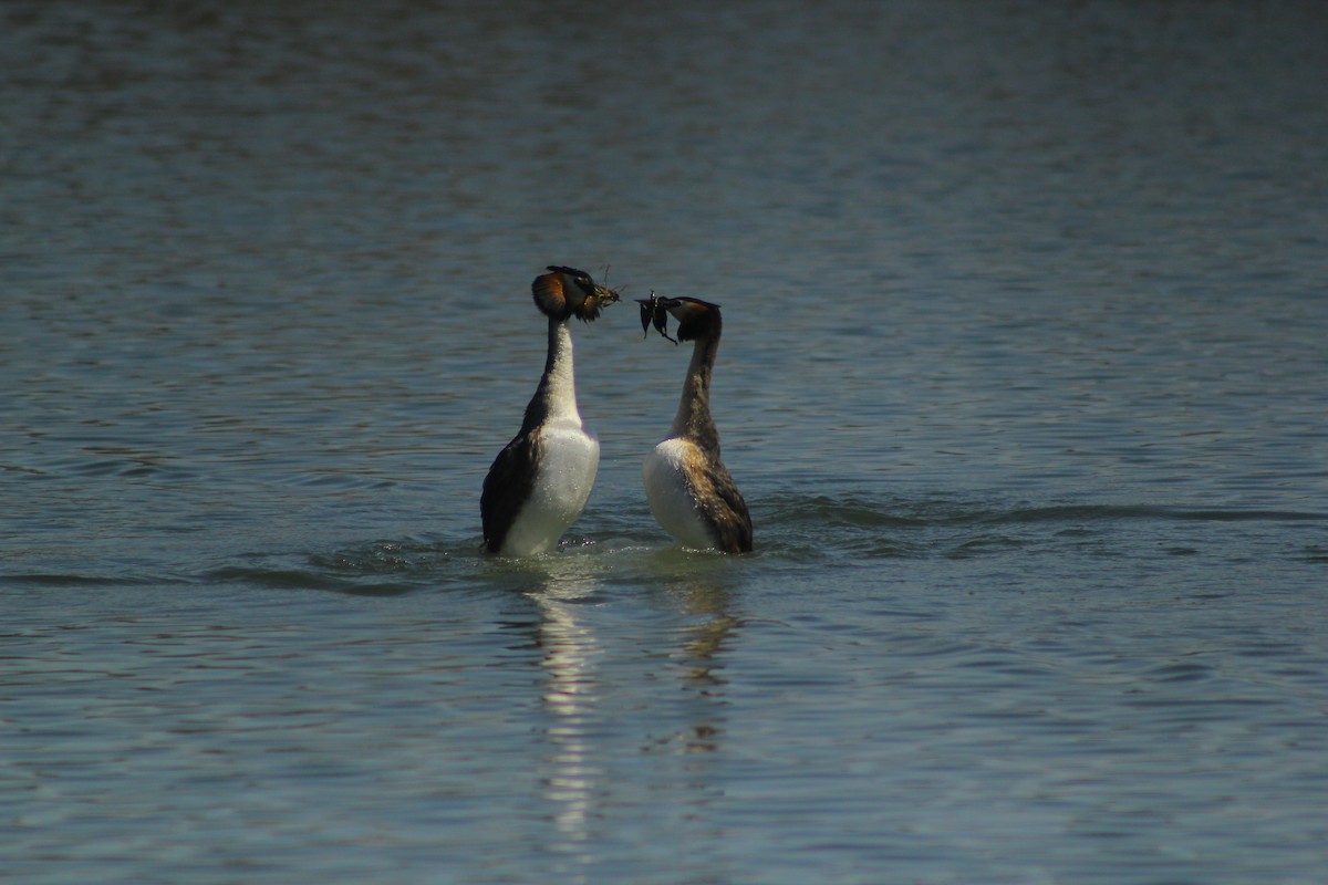 Great Crested Grebe - ML92985901