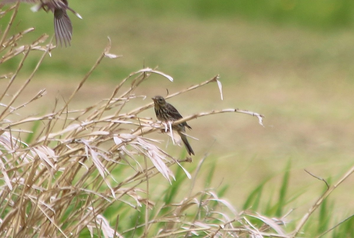 Meadow Pipit - ML92986331