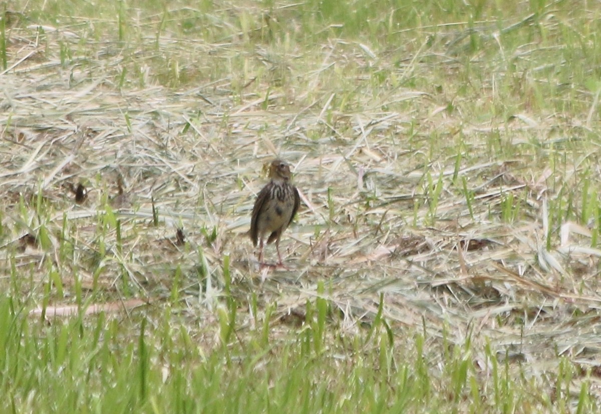 Meadow Pipit - ML92986401