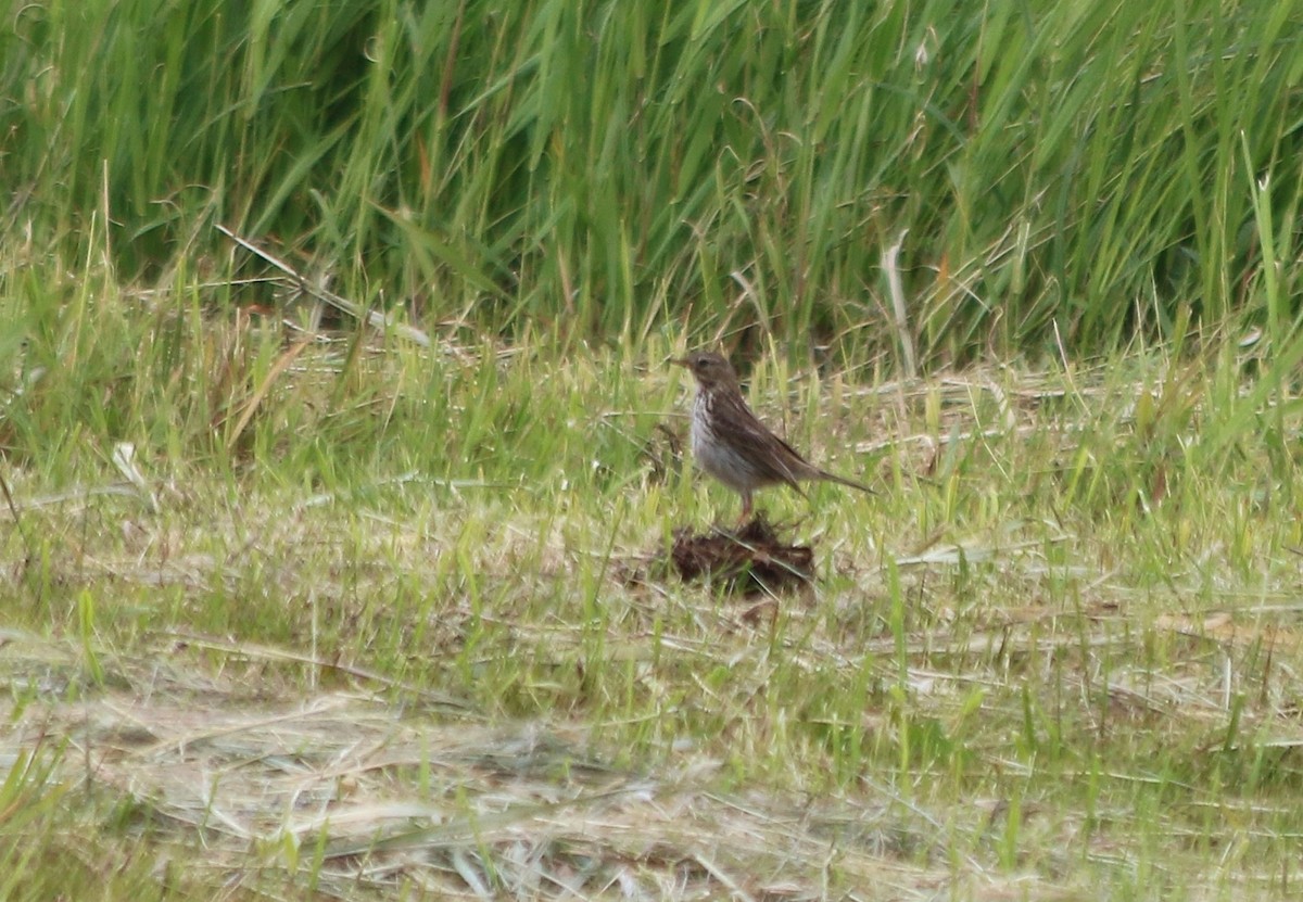 Meadow Pipit - ML92986451