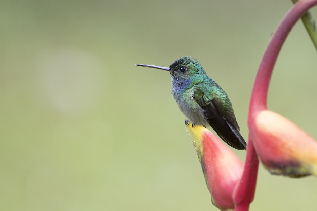 Charming Hummingbird - Marcelo Corella