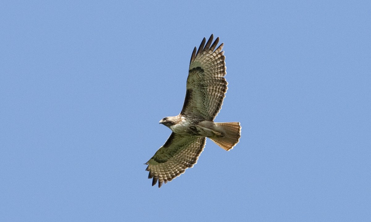 Red-tailed Hawk (abieticola) - Brian Sullivan