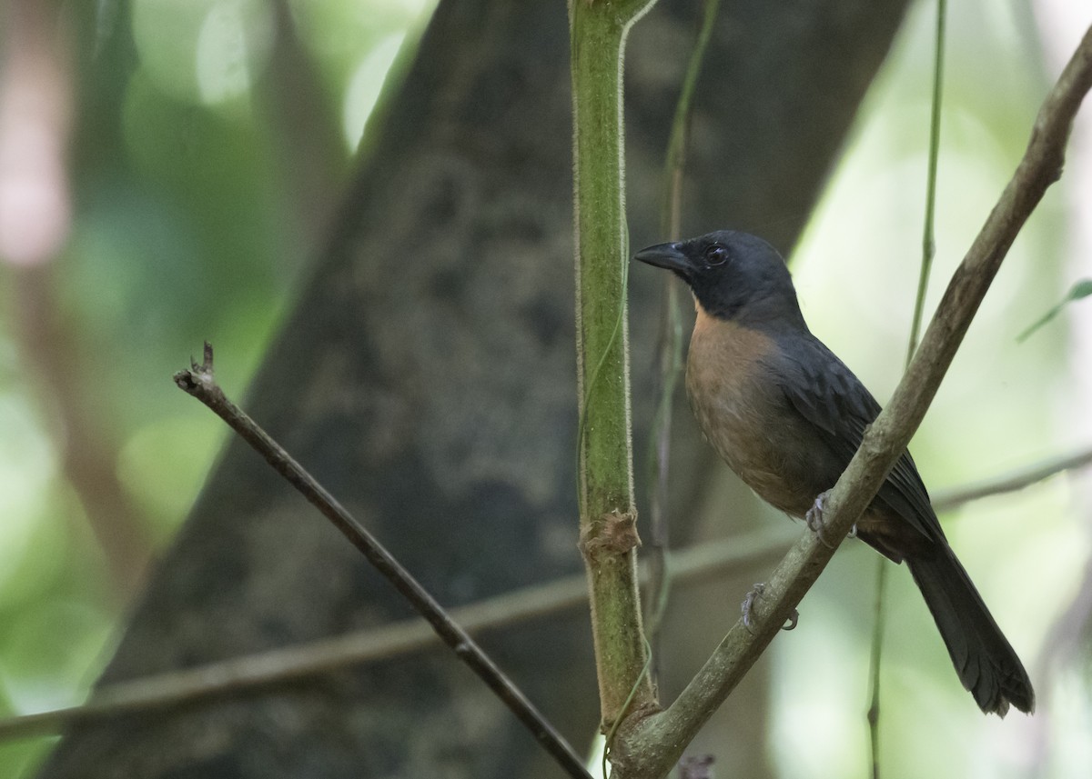 Black-cheeked Ant-Tanager - Marcelo Corella