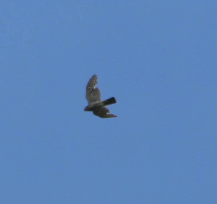 Eurasian Sparrowhawk - ML92990111