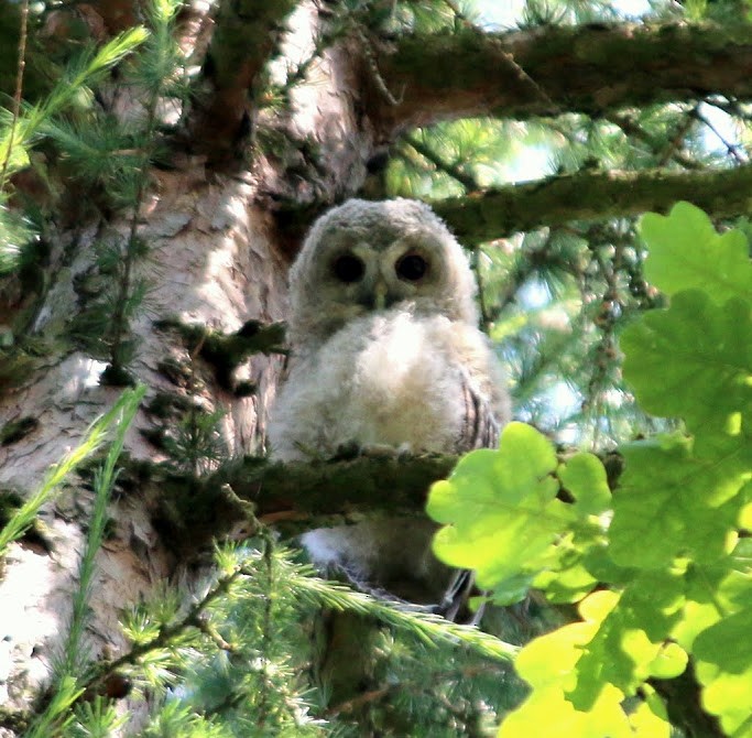 Tawny Owl - Albert Linkowski