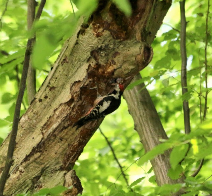 Middle Spotted Woodpecker - ML92991271