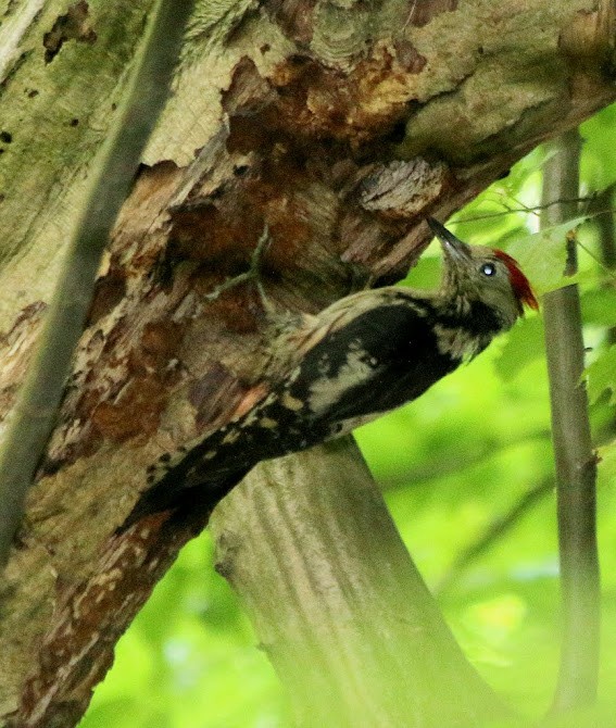 Middle Spotted Woodpecker - Albert Linkowski