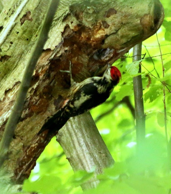 Middle Spotted Woodpecker - ML92991371
