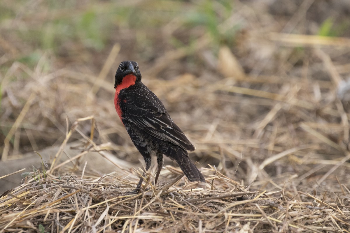 Red-breasted Meadowlark - ML92993011