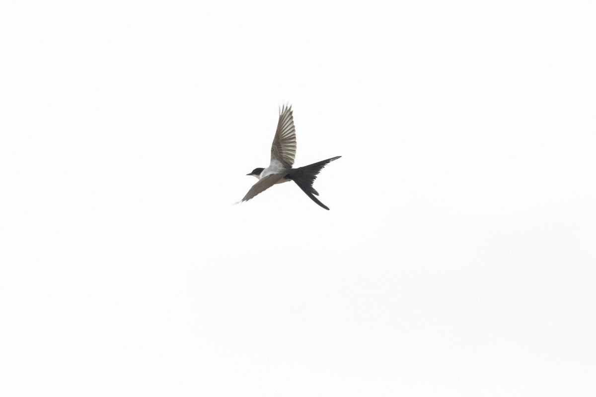 Fork-tailed Flycatcher - Marcelo Corella