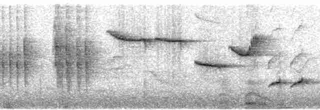 Шама мадагаскарська (підвид inexspectatus) - ML92994