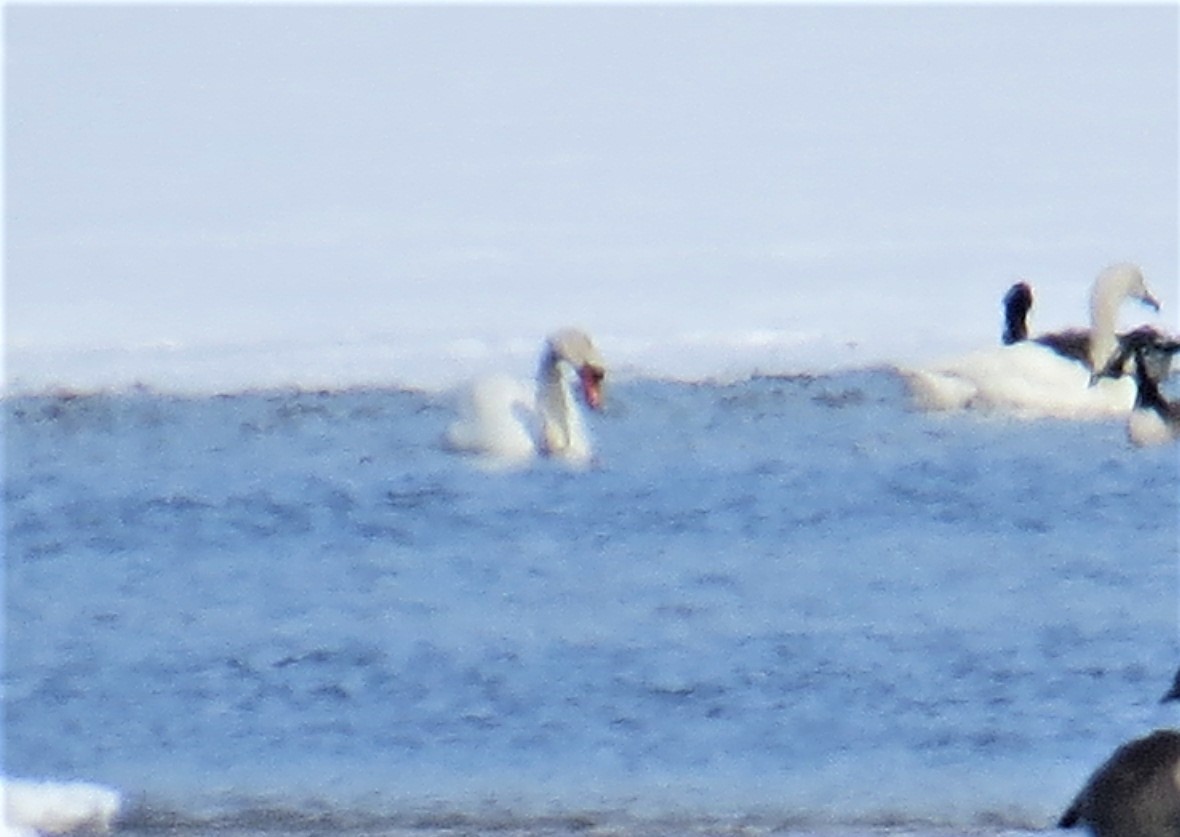 Mute Swan - pamela hoyland