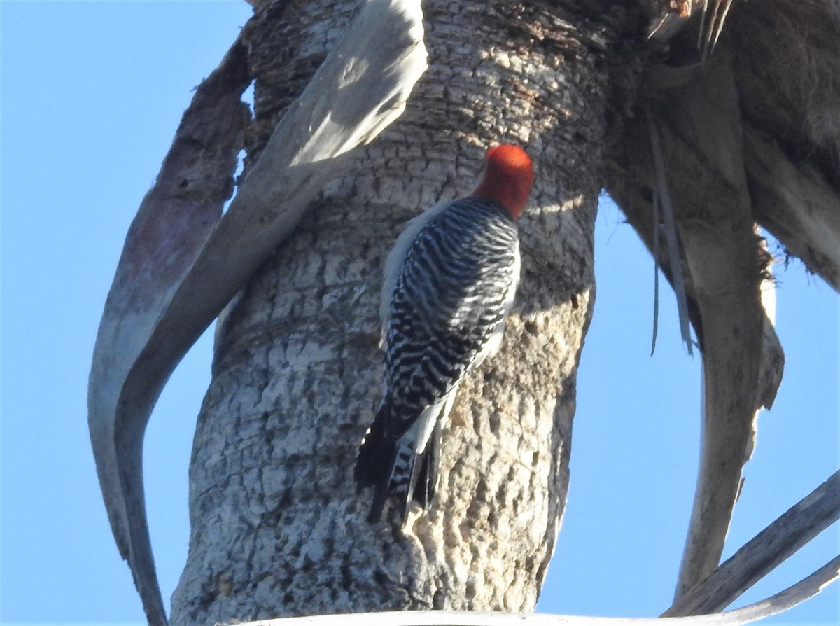 Red-bellied Woodpecker - ML92998211