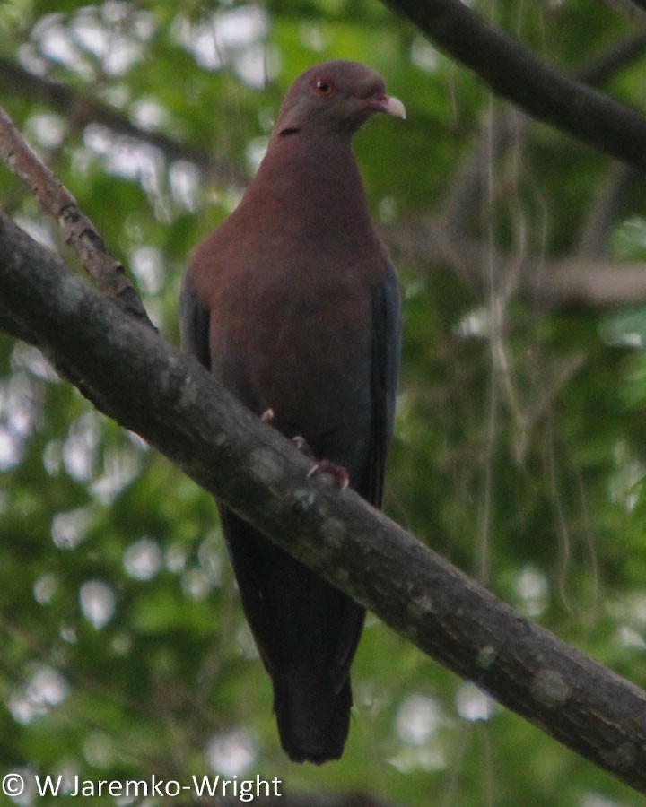 Red-billed Pigeon - ML92999011