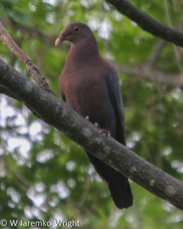 Red-billed Pigeon - ML92999031