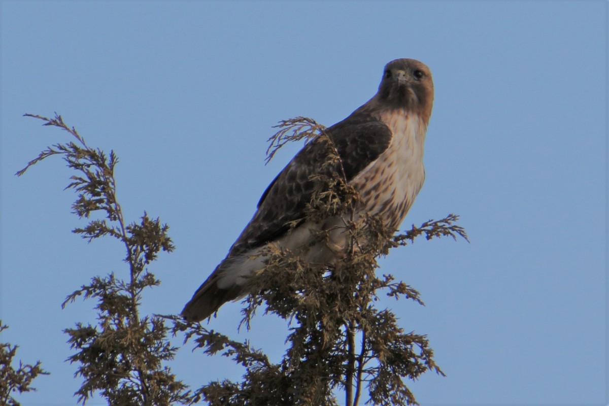 Red-tailed Hawk - ML92999241