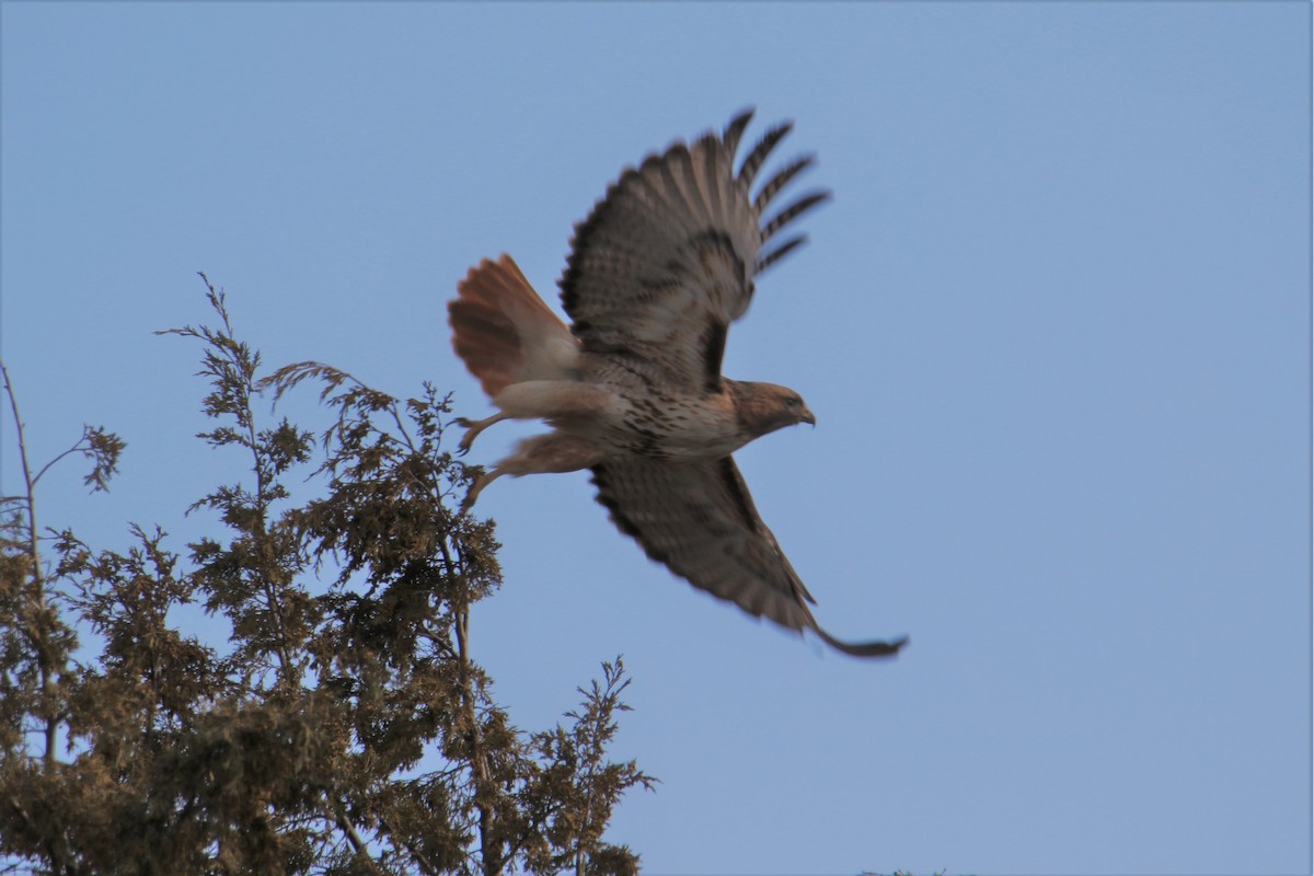 Red-tailed Hawk - ML92999251