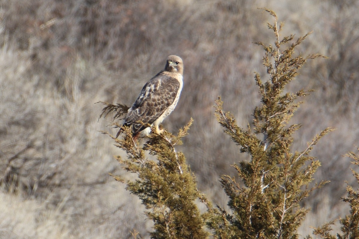 Red-tailed Hawk - ML92999421