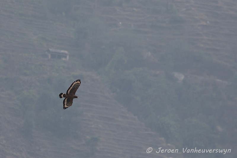 Crested Serpent-Eagle - Jeroen Vanheuverswyn