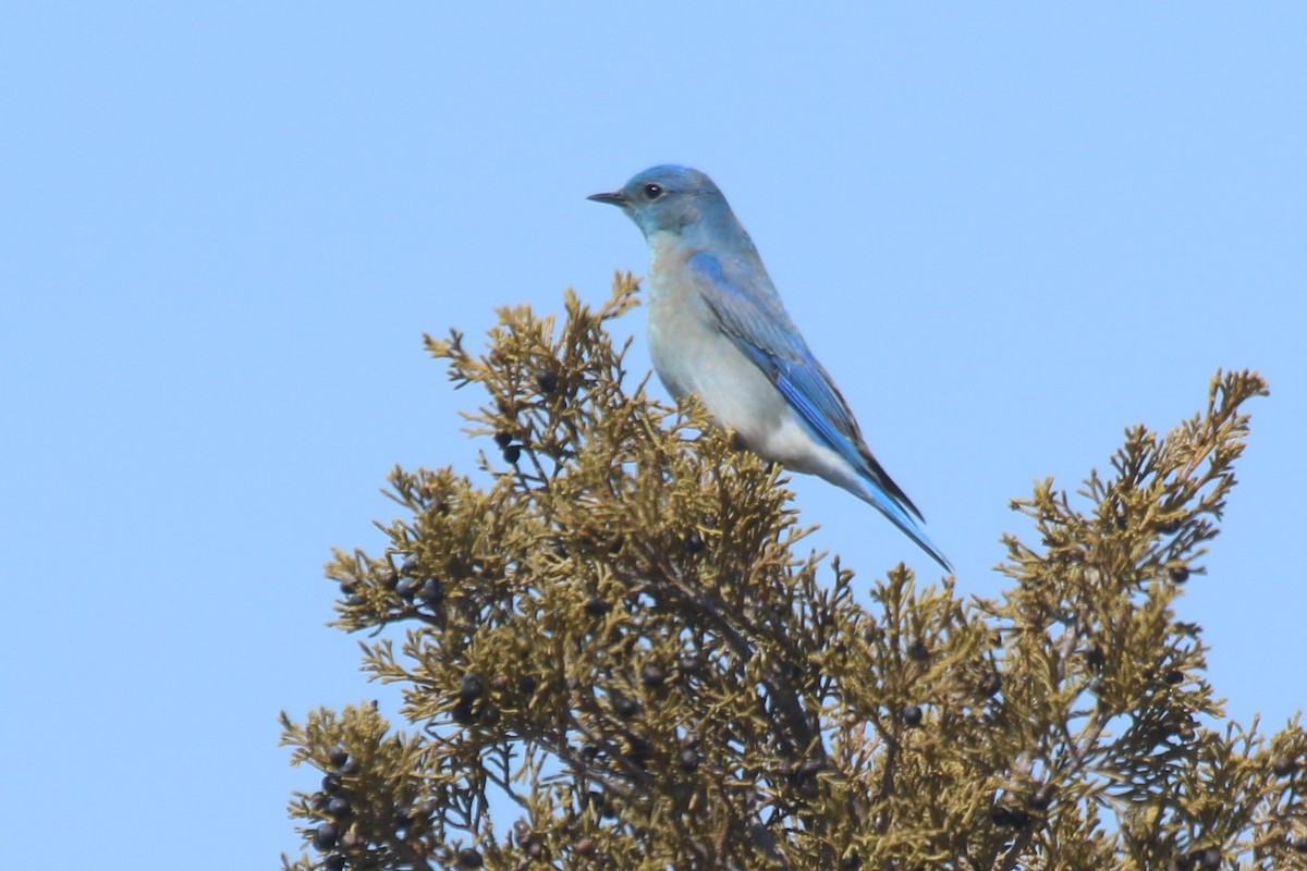Mountain Bluebird - ML93001241