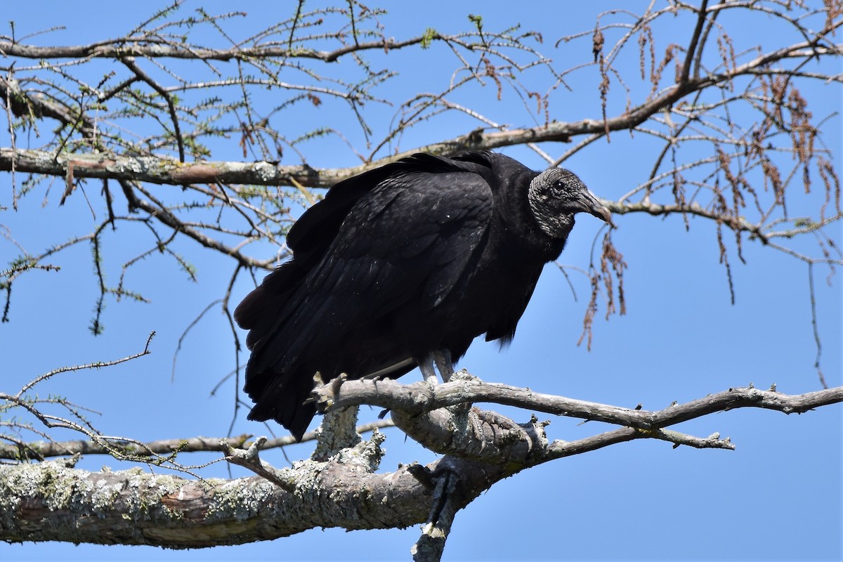 Black Vulture - ML93003471