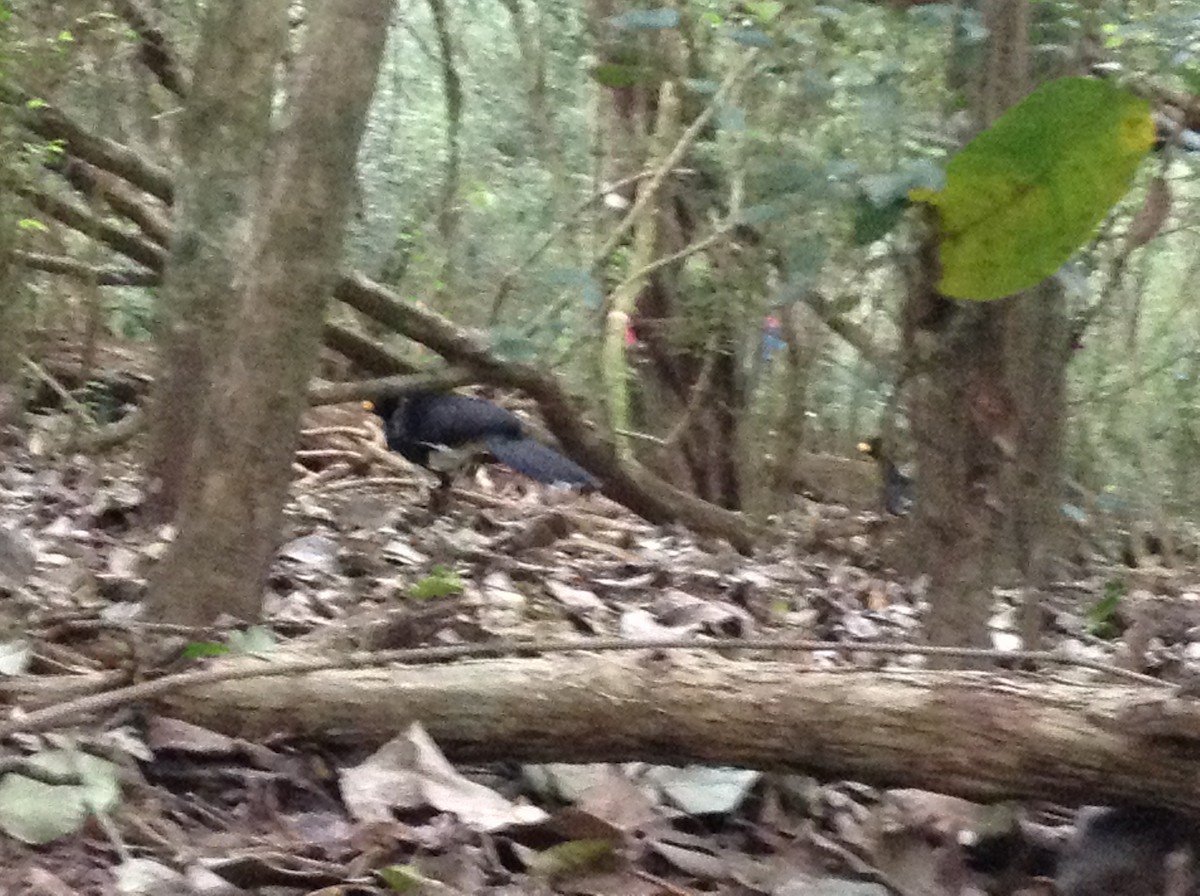 Bare-faced Curassow - ML93006831