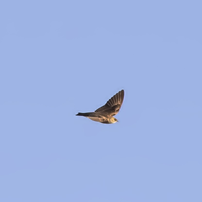 Northern Rough-winged Swallow - ML93008181