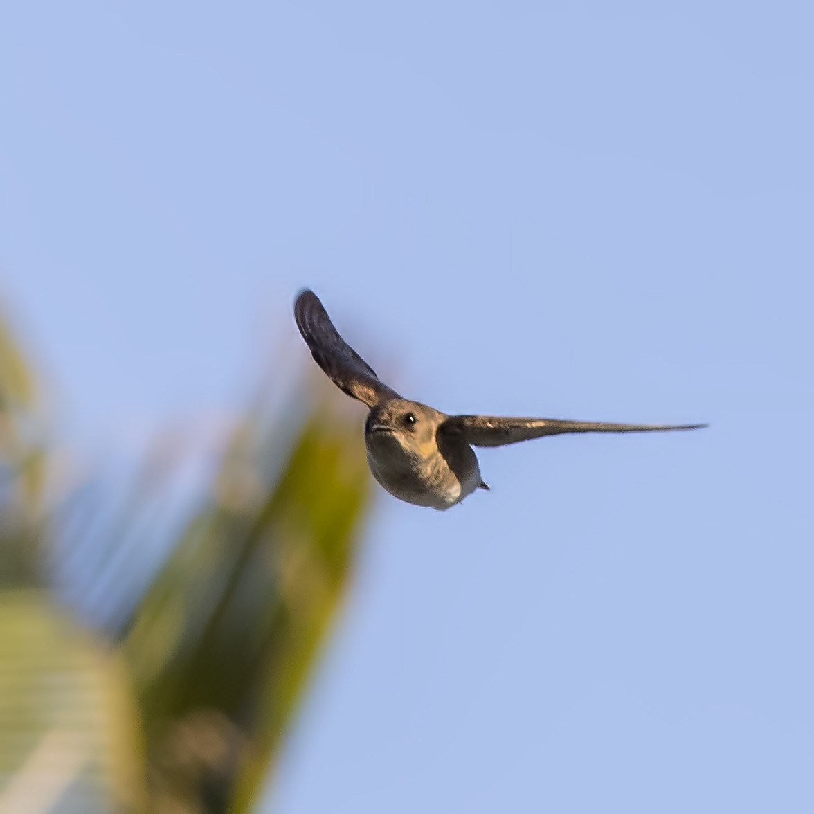 Northern Rough-winged Swallow - ML93008191