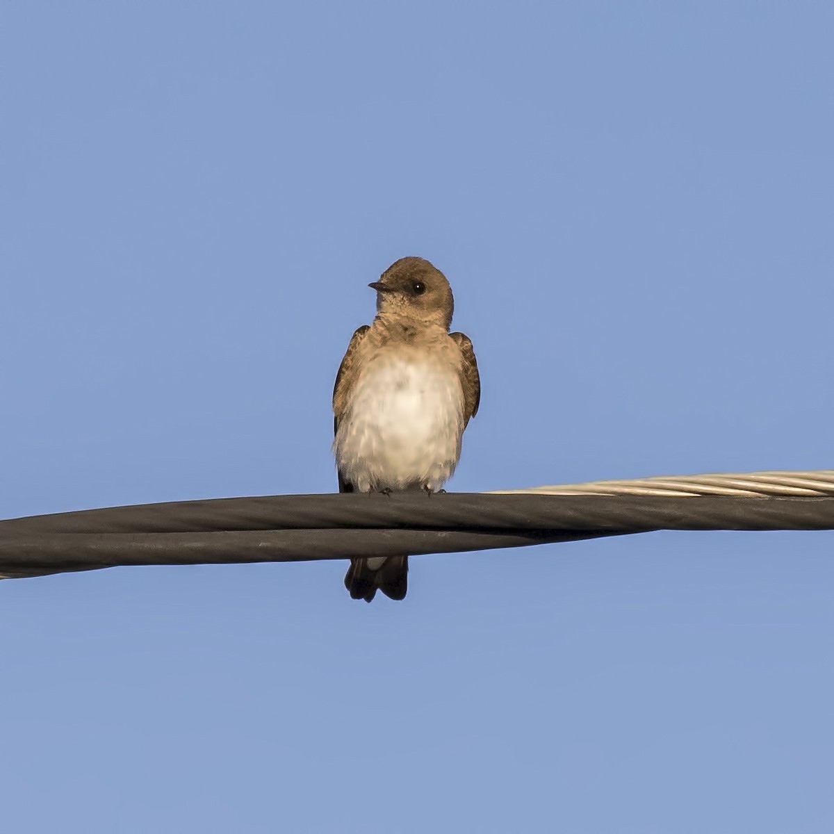 Northern Rough-winged Swallow - Peter Hawrylyshyn